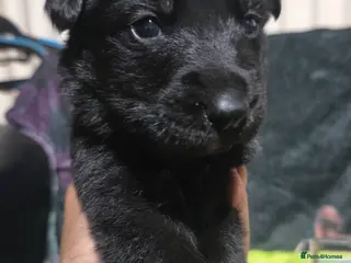 German Shepherd dogs Black german shepherds - Advert 15