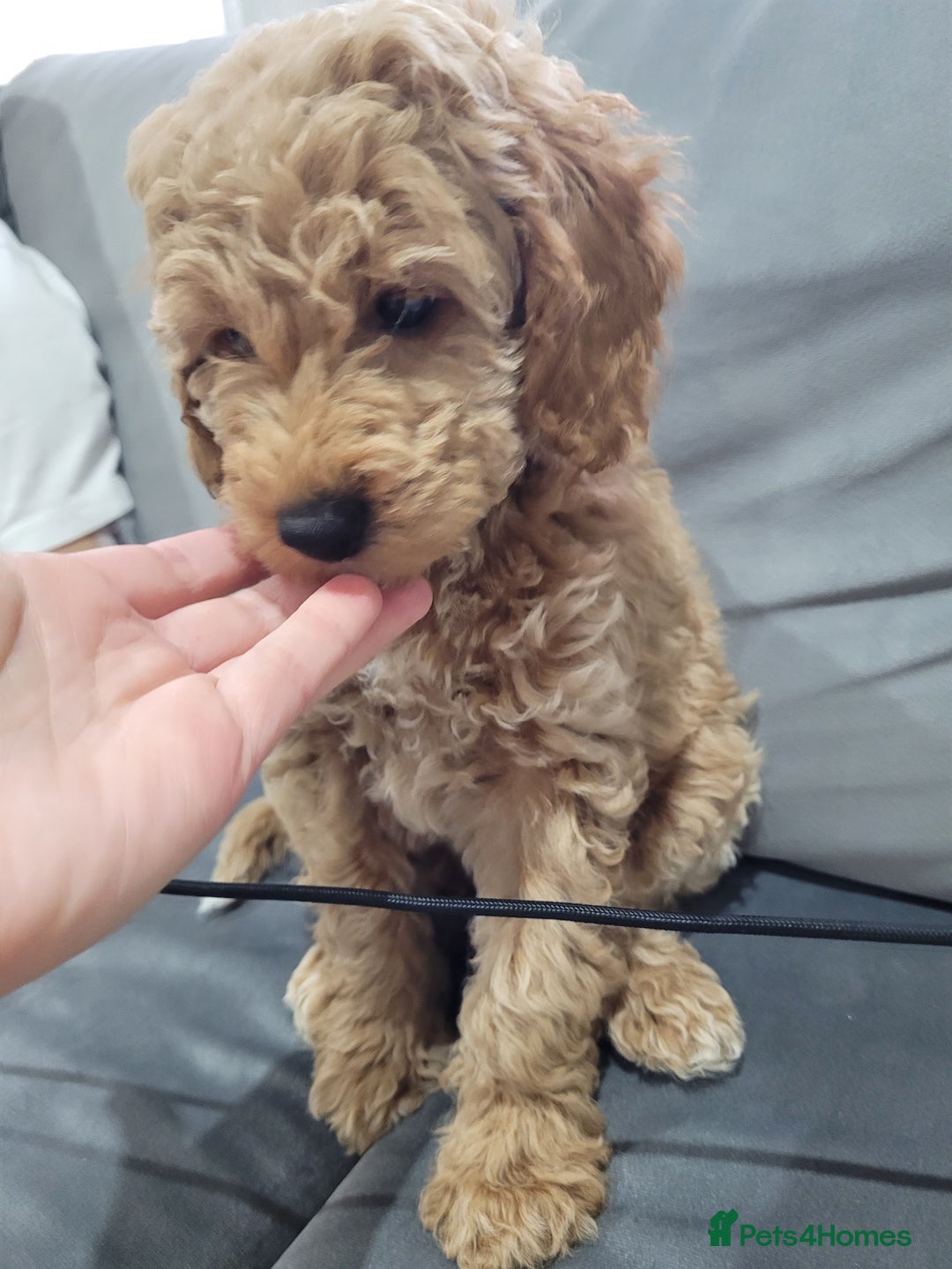 Cockapoo dogs for sale: Sold ! Sweet boy cockapoo - Advert 12