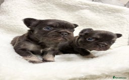 French Bulldog dogs for sale: Beautiful litter off French bulldog puppies  - Image 20