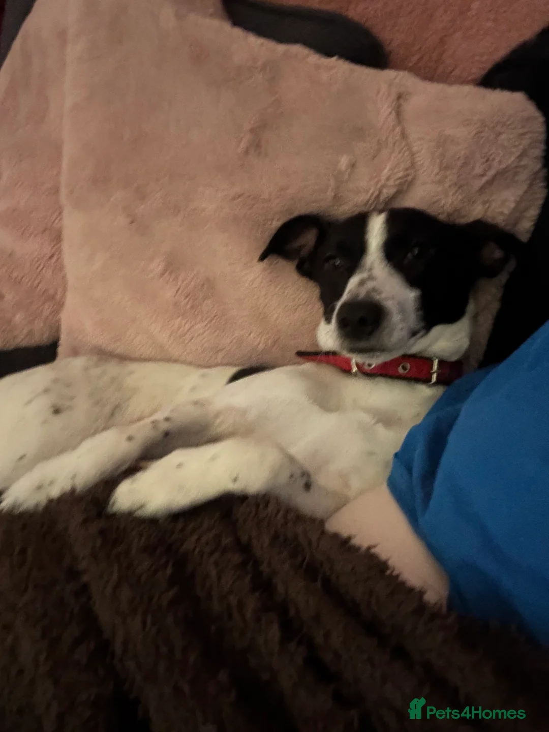 Mixed Breed dogs for sale: Please help Benny - Advert 4