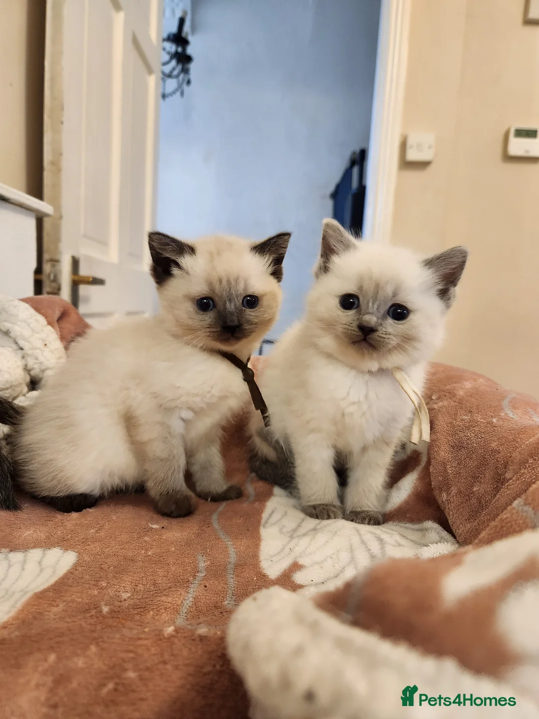 Ragdoll cats for sale: Stunning kittens  - Advert 2