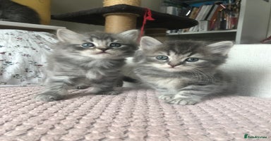 Scottish Fold cats - Advert 4