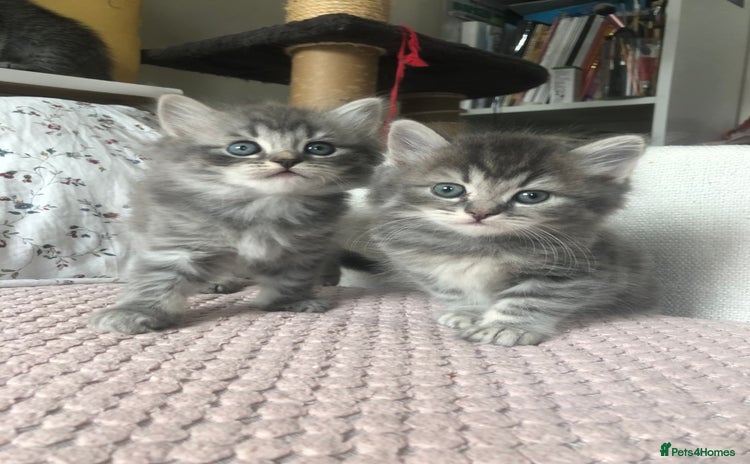 Scottish Fold cats - Advert 2