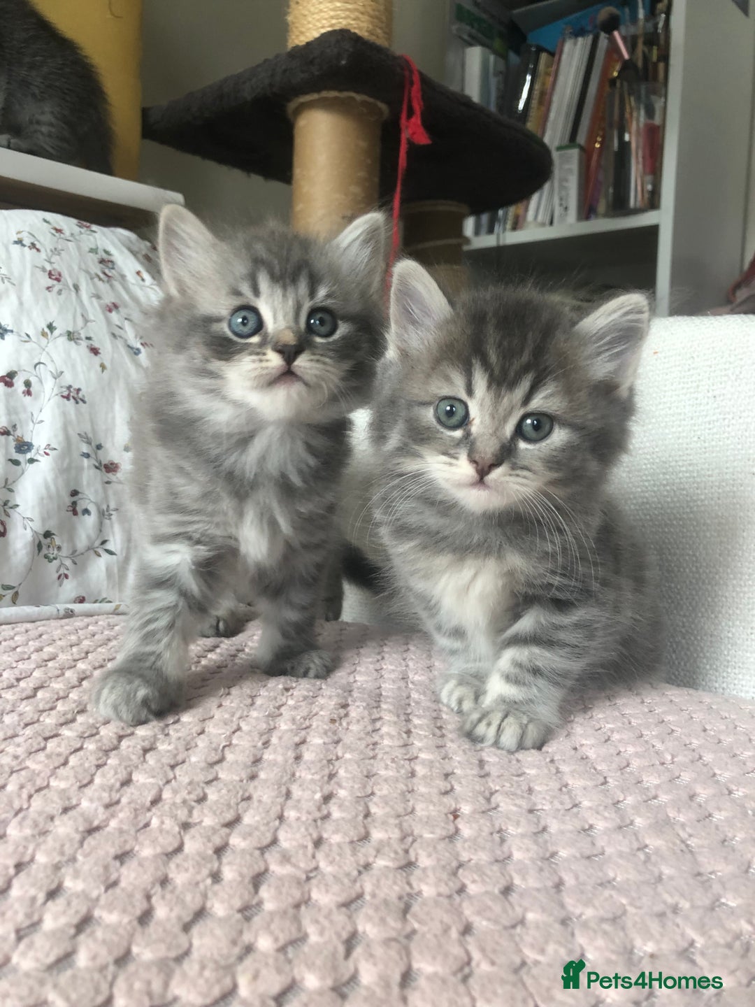 Scottish Fold cats for sale: STUNNING KITTENS FOR SALE! - Image 1