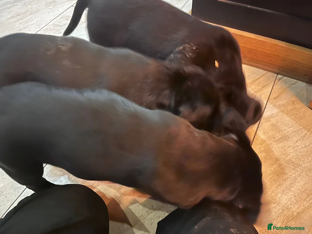 Mixed Breed dogs for sale: Adorable rotadors  - Advert 11