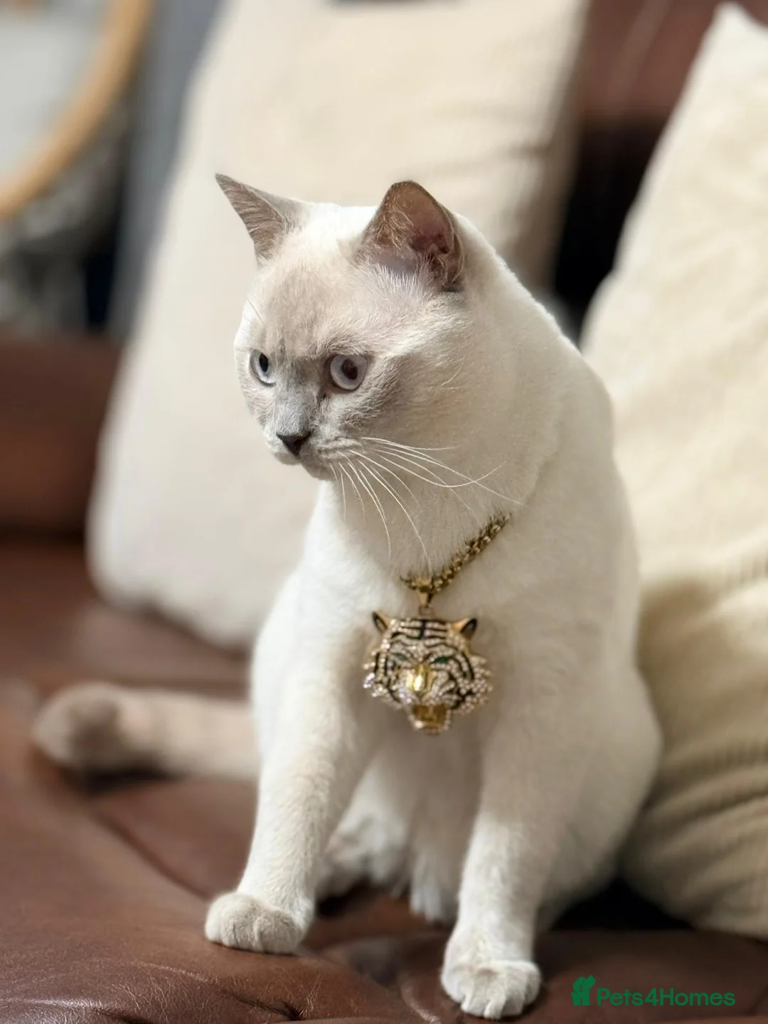 British Shorthair cats for sale: Rare Pedigree White British Shorthair Colourpoint - Advert 2