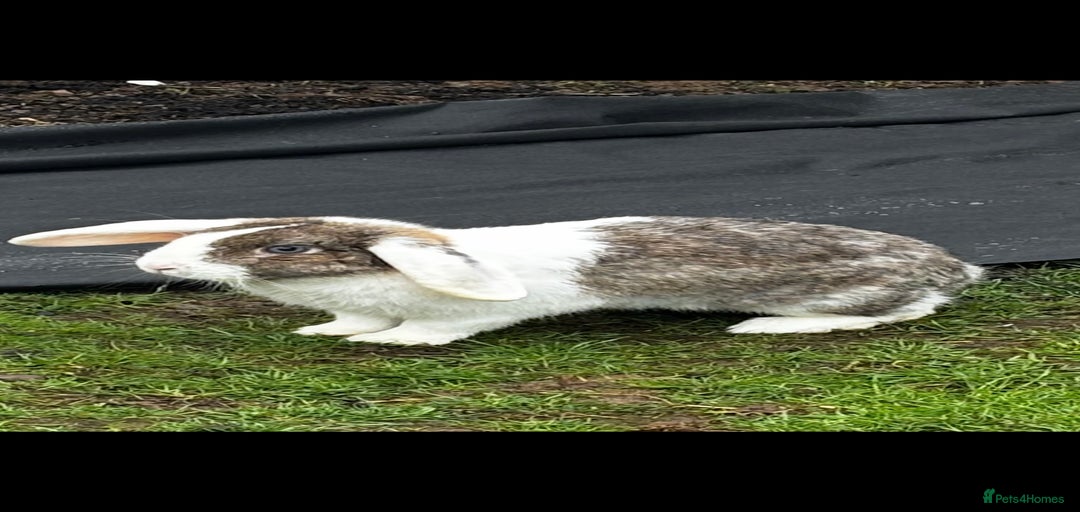 Gallery Image {{count}}