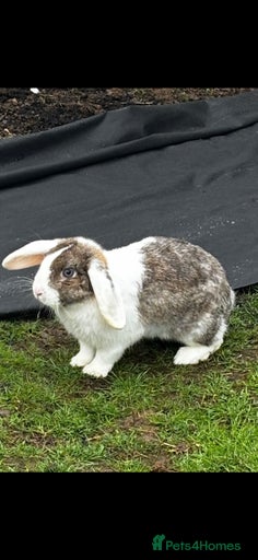 Gallery Image {{count}}