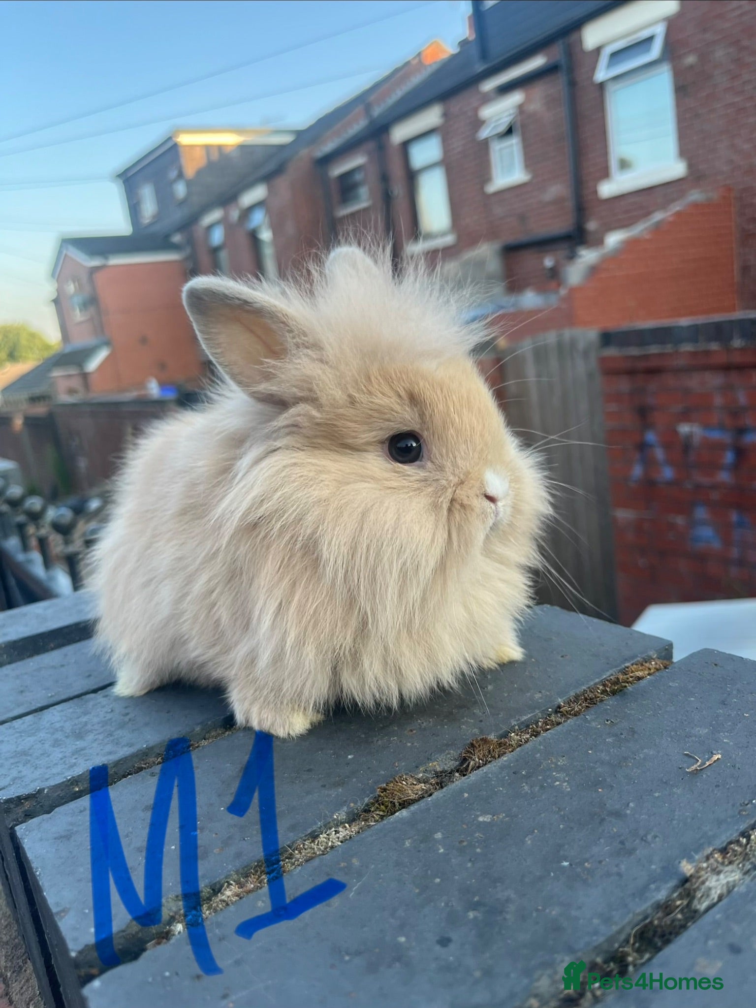 Mini Lion Lop rabbits  Beautiful Mini Lion Lop Bunnies  - Advert 4