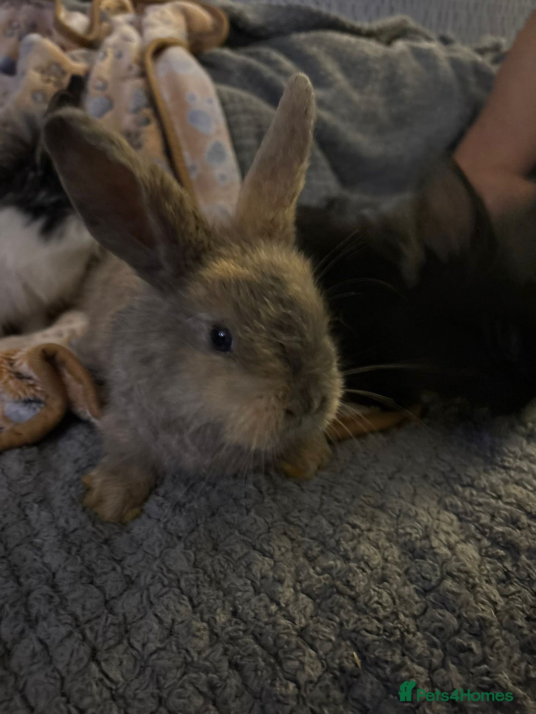 Lionhead rabbits for sale: bunnies - Advert 2