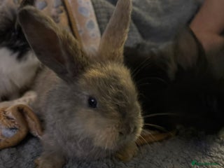 Lionhead rabbits bunnies - Advert 12