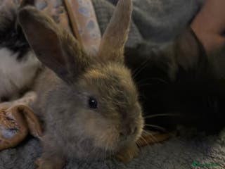 Lionhead rabbits bunnies - Advert 22