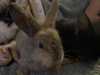 Lionhead rabbits bunnies - Advert 18