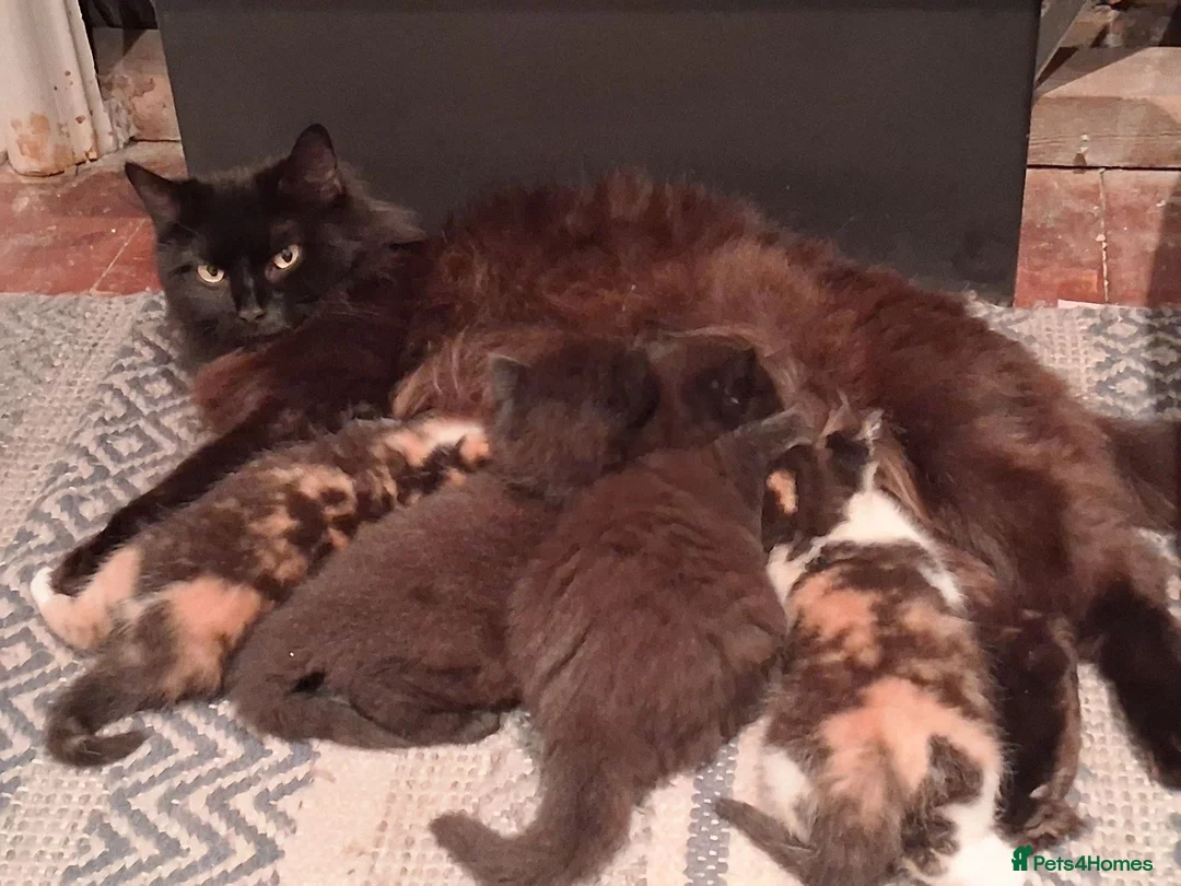 Mixed Breed cats for sale: 2 BLACK Fluffy (Longhaired)  - 3 boys 1 girl - Advert 9
