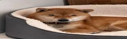 Japanese Shiba Inu dogs for sale: Clear DNA red Shiba Inu puppy champion parents - Advert 10