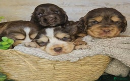 Cocker Spaniel dogs for sale: Exceptional Pedigree Kc Champion Show Cockers - Image 4