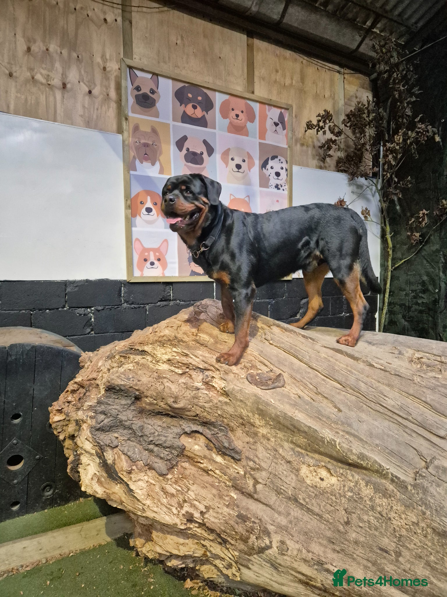 Rottweiler dogs Rottweiler - Advert 2