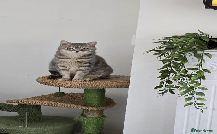 Mixed Breed cats - Advert 11