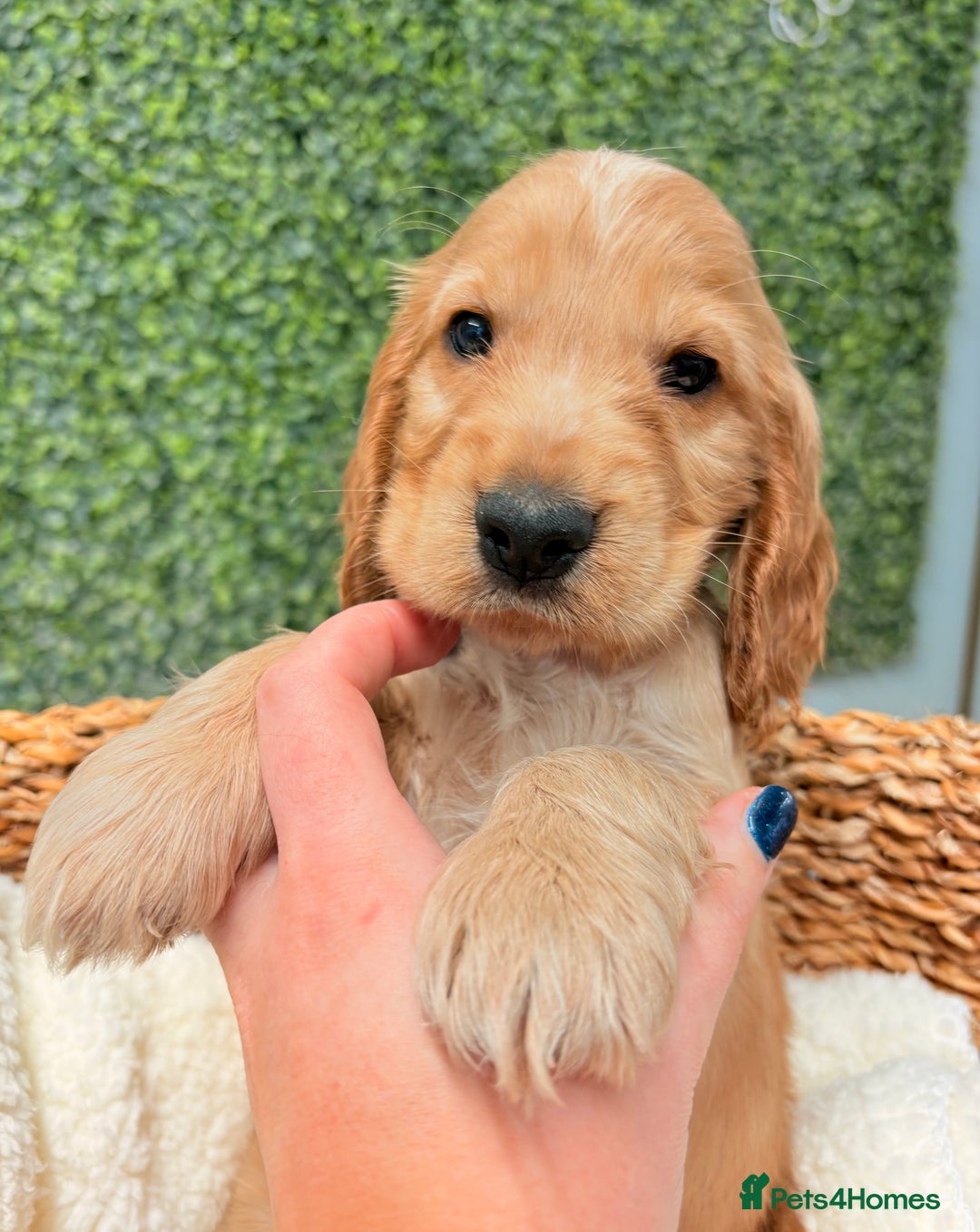 Cocker Spaniel dogs for sale: 🧡🧡 KC REG Show Cocker Spaniel Puppies For Sale - Advert 5