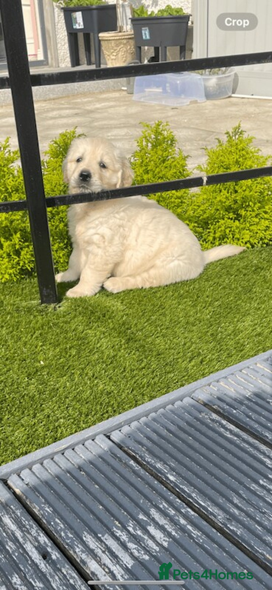 Golden Retriever dogs for sale: Golden Retriever puppies Ready  - Advert 7