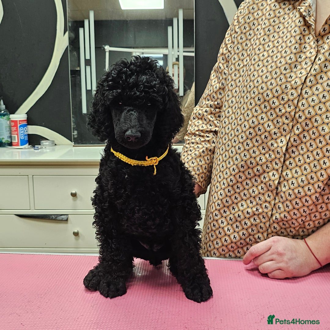 Standard Poodle dogs for sale: KC Standard poodle puppies🐩 - Advert 11