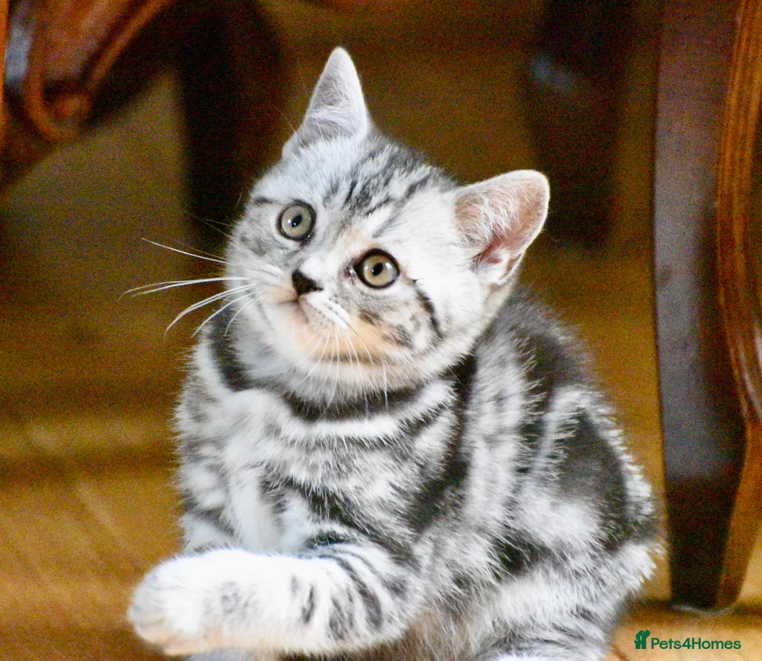 British Shorthair cats for stud: Amazing European lines Classic Tabby BSH in Kettering - Advert 7