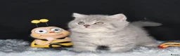 British Shorthair cats for sale: Tica registered British Shorthair kittens  - Advert 11