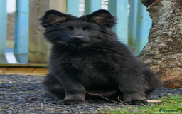 German Shepherd dogs for sale: OLD FASHION GSD PUPPIES DUE 8TH OCTOBER  - Image 1