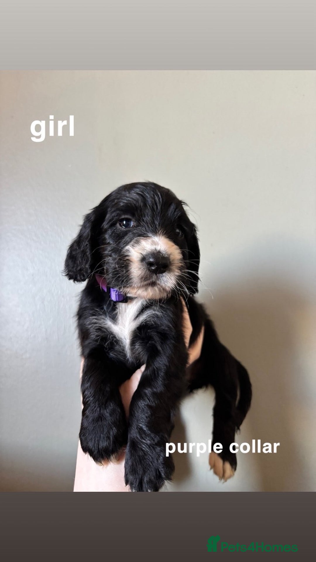 Cocker Spaniel dogs for sale: ** 1 GIRL LEFT** **READY NOW** Cocker Spaniel Pups - Advert 9