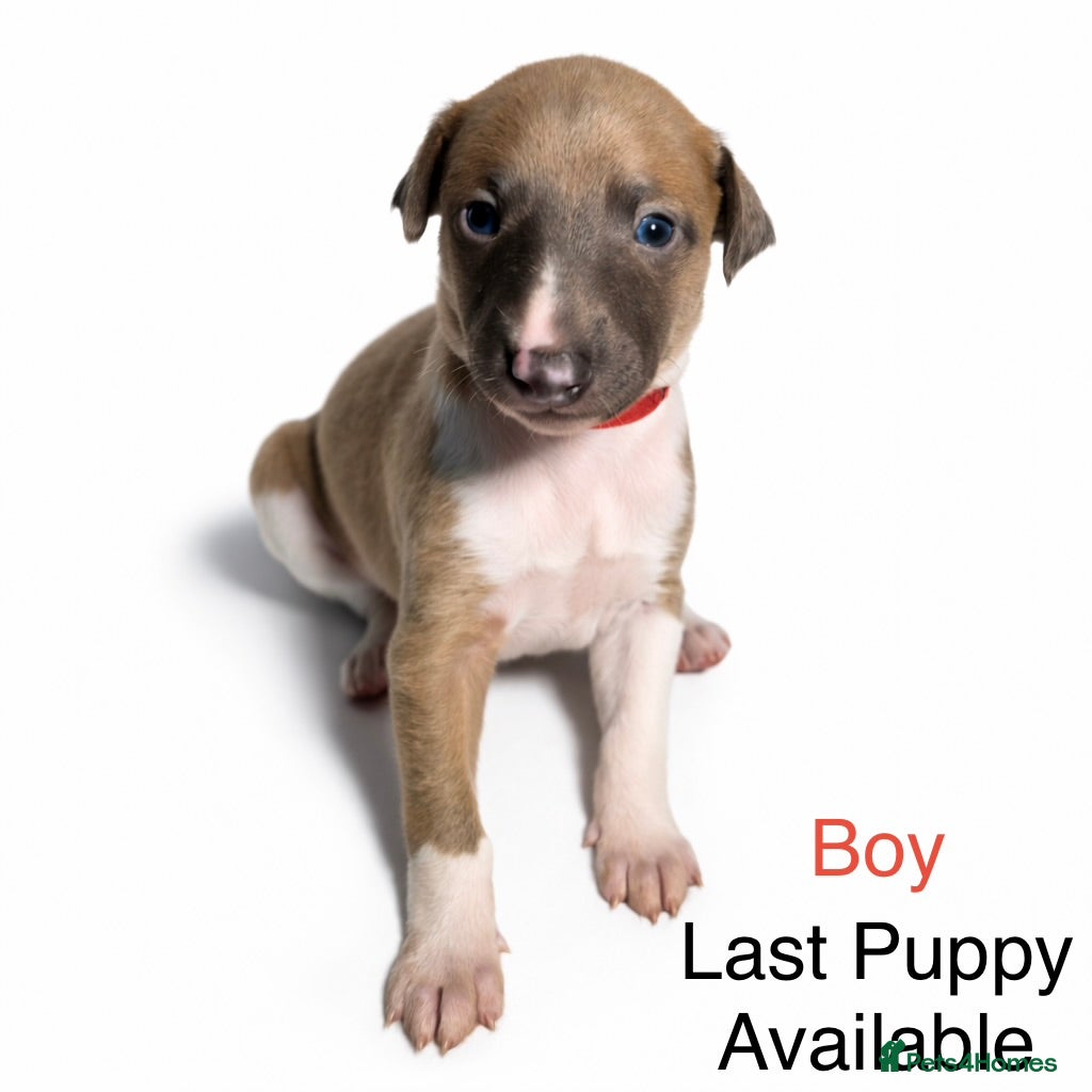 Whippet dogs Stunning Whippet Puppies - ONE BOY LEFT - Advert 2
