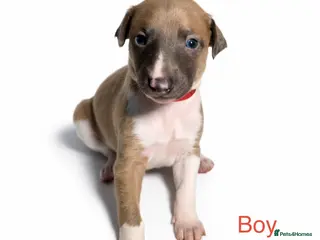 Whippet dogs Stunning Whippet Puppies - ONE BOY LEFT - Advert 2