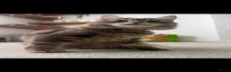 Ragcoon cats for sale: Beautiful raccoon kittens  - Advert 8