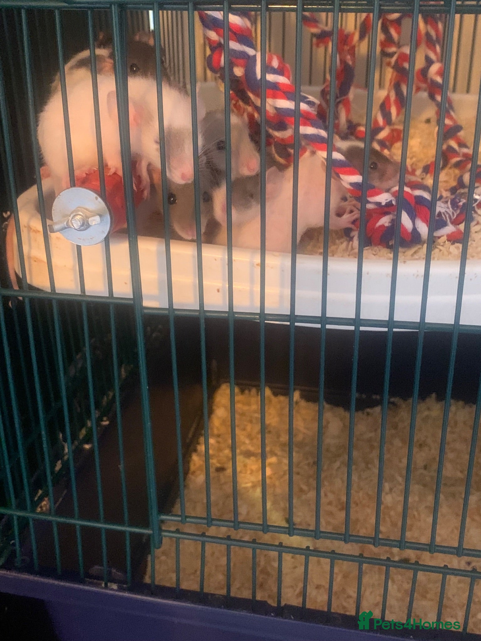 Rat rodents Baby rats for sale hull  - Advert 5