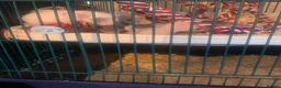 Rat rodents for sale: Baby rats for sale hull  in Hull - Advert 1