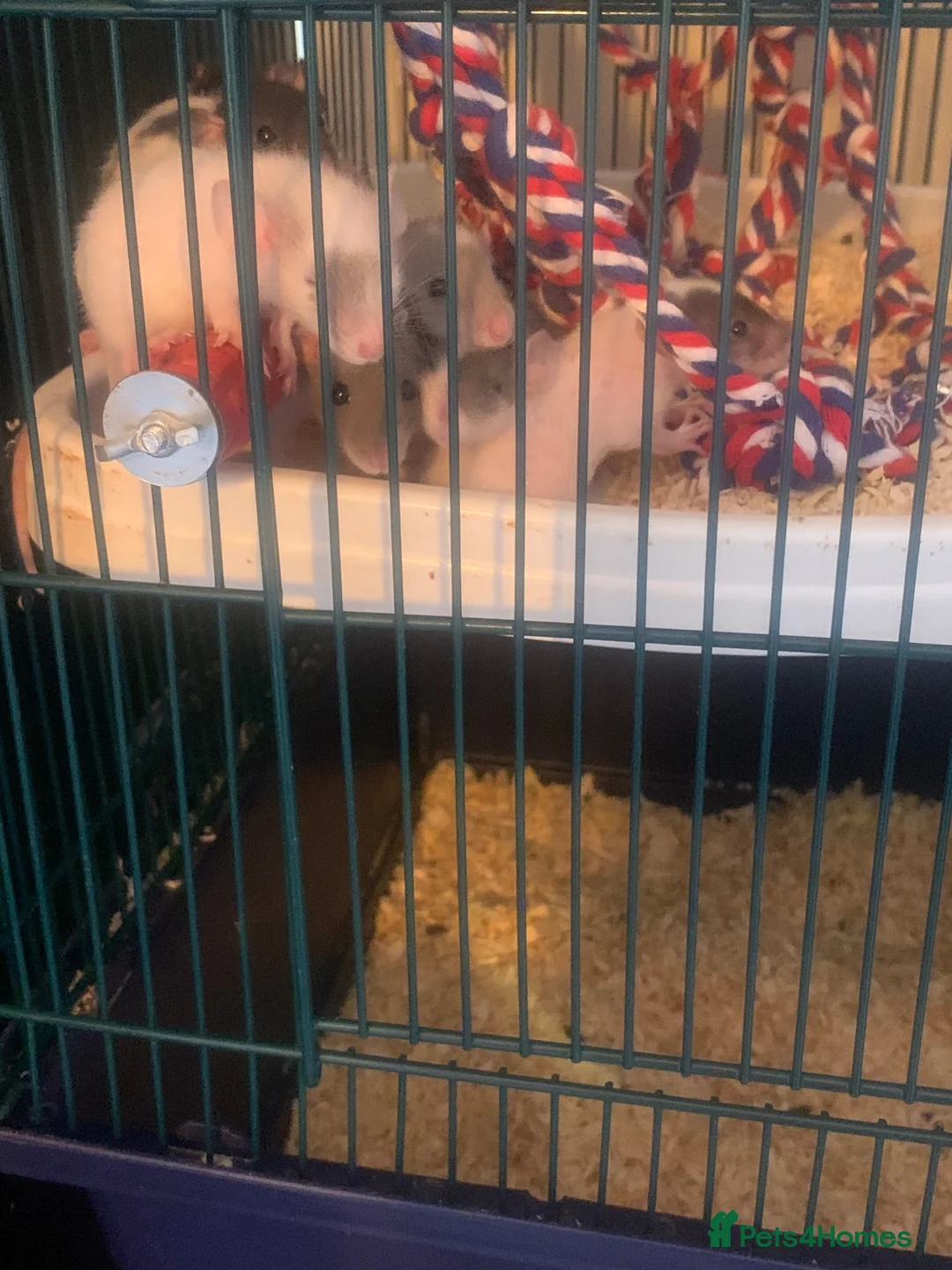 Rat rodents for sale: Baby rats for sale hull  in Hull - Advert 1