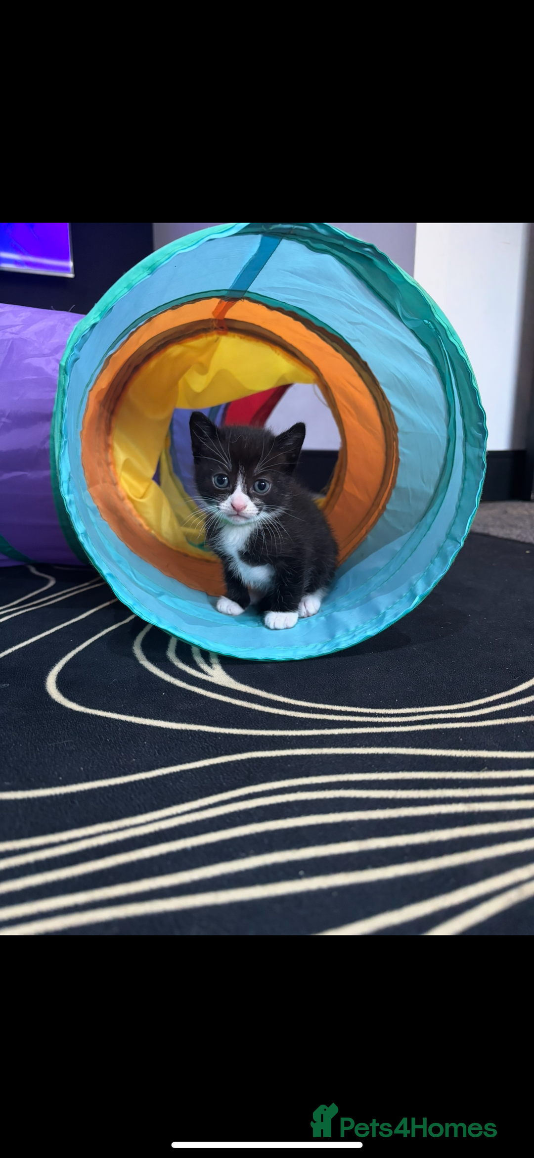 Mixed Breed cats for sale: Beautiful Black & White Kittens  - Image 12