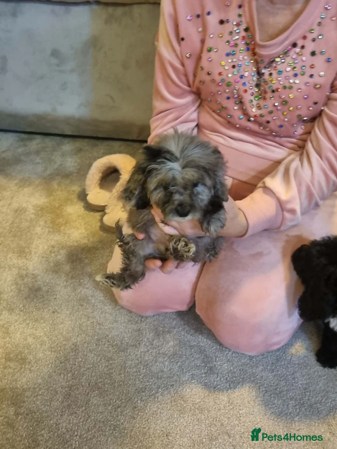 Cockapoo dogs for sale: Beautiful cockapoo  - Advert 27