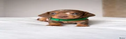 Miniature Dachshund dogs for sale: Smooth haired miniature dachunds.  - Advert 7