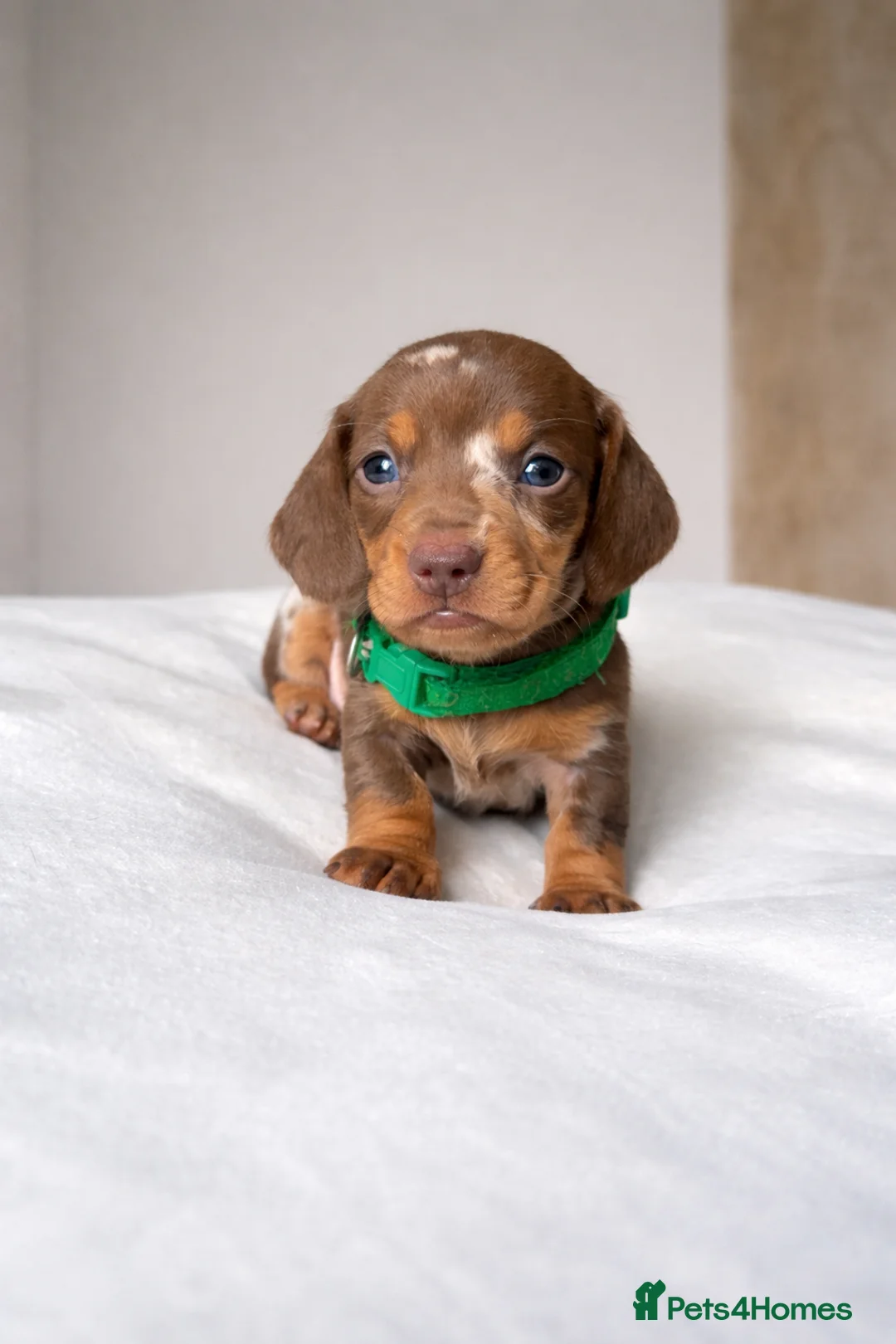 Miniature Dachshund dogs for sale: Smooth haired miniature dachunds.  - Advert 7