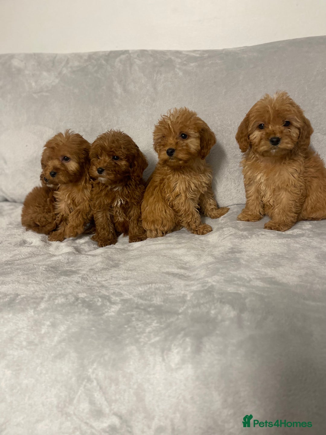 Cockapoo dogs for sale: 5 beautiful cockapoos  - Advert 12