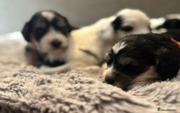 Cockapoo dogs for sale: F1 cockapoos beautiful litter 5 left* - Image 19