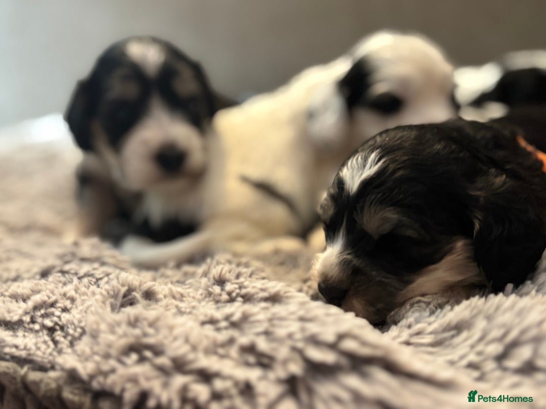 Cockapoo dogs for sale: F1 cockapoos beautiful litter 5 left* - Image 19