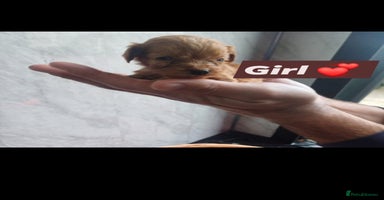 Cockapoo dogs - Advert 6