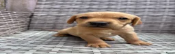 Labrador Retriever dogs for sale: 1 girl left…Beautiful litter of Labrador puppies - Advert 27