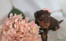 Mixed Breed dogs for sale:  miniature dachshund cross toy poodle doxiepoo   - Image 26
