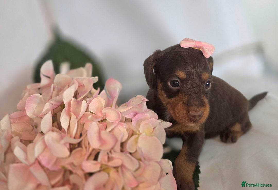 Mixed Breed dogs for sale:  miniature dachshund cross toy poodle doxiepoo   - Image 26