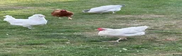 Chickens poultry for sale: Chickens for sale - Advert 19
