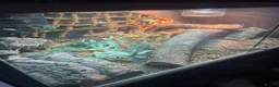 Lizard reptiles for sale: Moroccan Uromastyx lizard with full set up  - Advert 6