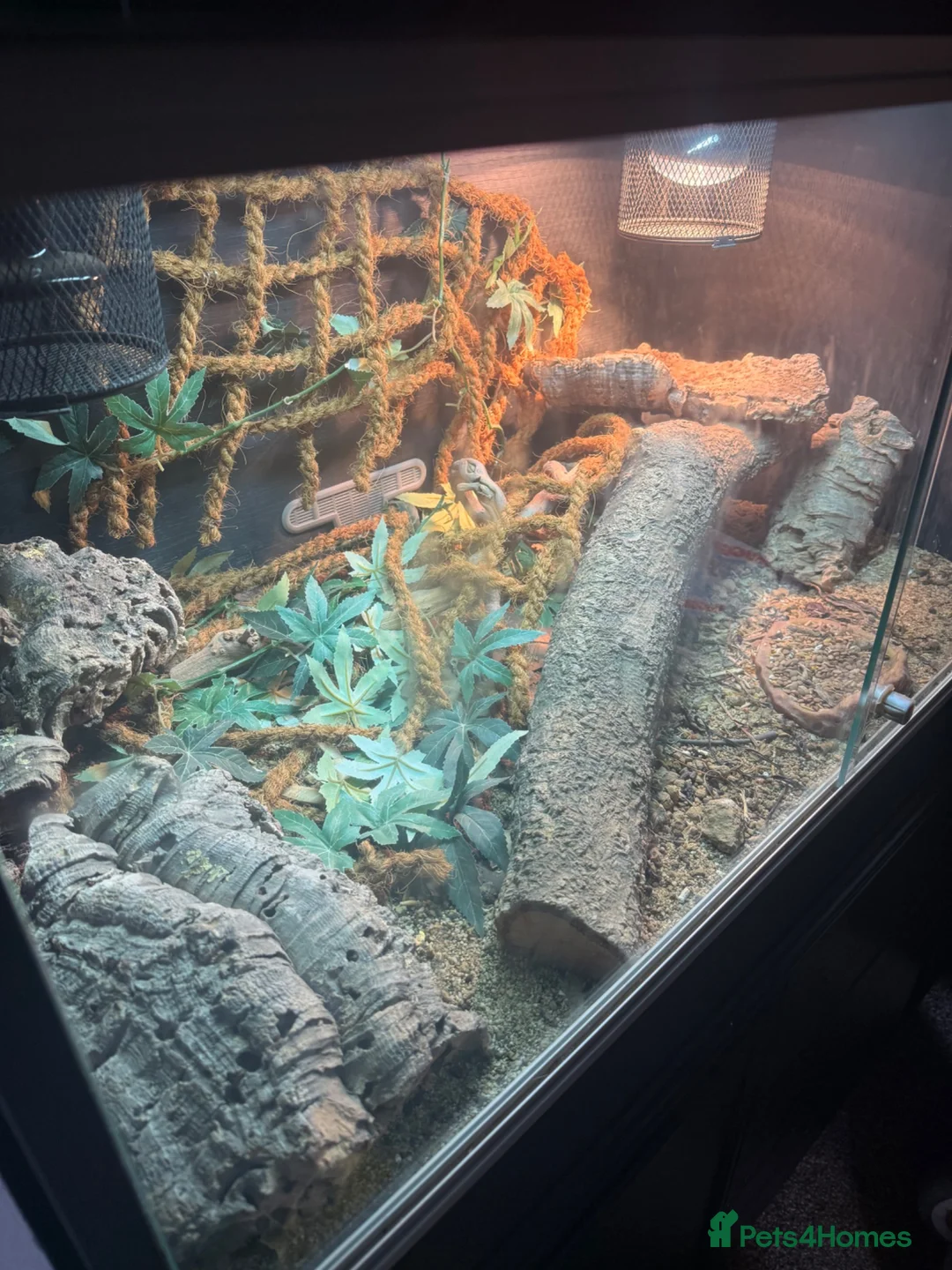 Lizard reptiles for sale: Moroccan Uromastyx lizard with full set up  - Advert 6