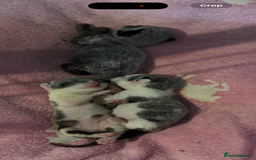 British Shorthair cats for sale: 3 grey beautiful girls  - Image 7